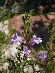 Clinopodium chilense