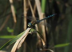 Aeshna mixta
