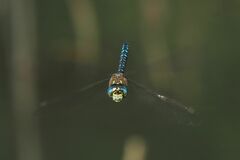 Aeshna mixta