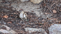 Pisolithus arhizus