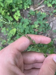 Diarrhena obovata