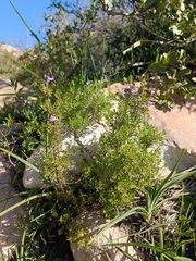 Clinopodium chilense