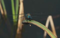 Aeshna mixta