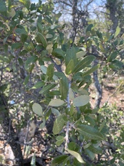 Quercus fusiformis