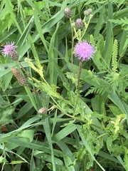 Cirsium arvense