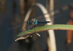 Aeshna mixta