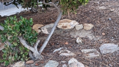 Pisolithus arhizus