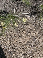 Asclepias