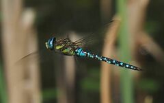 Aeshna mixta