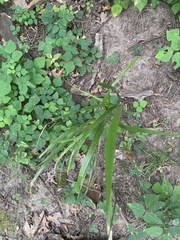 Diarrhena obovata