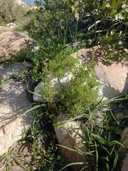 Clinopodium chilense