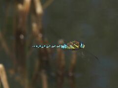 Aeshna mixta