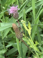 Cirsium arvense