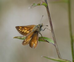 Ochlodes sylvanus
