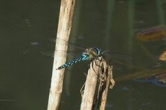 Aeshna mixta