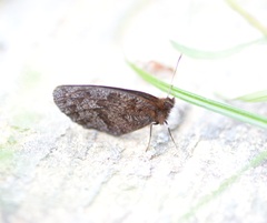 Erebia