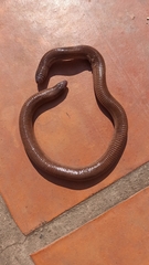 Amphisbaena darwinii