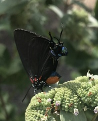 Atlides halesus