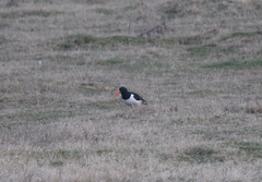 Haematopus ostralegus