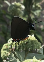 Atlides halesus