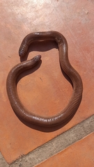 Amphisbaena darwinii