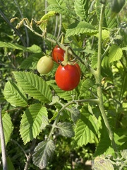 Solanum lycopersicum