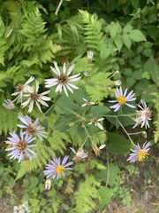 Symphyotrichum ciliolatum
