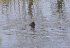Tachybaptus ruficollis