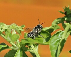 Megachile texana