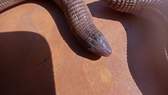 Amphisbaena darwinii