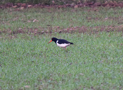 Haematopus ostralegus