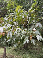 Acer macrophyllum
