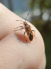 Corizus hyoscyami