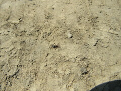Gnaphosidae