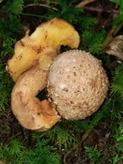 Pseudoboletus parasiticus