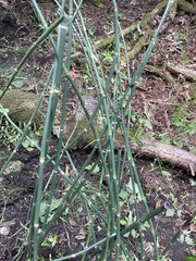 Equisetum hyemale
