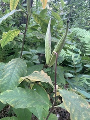 Asclepias exaltata