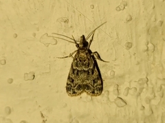 Eudonia heterosalis