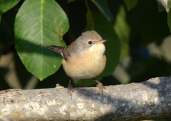 Curruca iberiae
