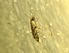 Eudonia heterosalis