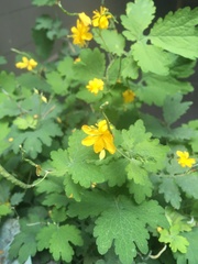 Chelidonium majus