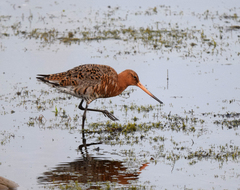 Limosa limosa