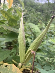 Asclepias exaltata