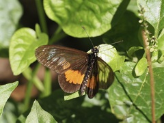 Acraea