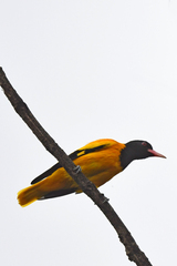 Oriolus xanthornus