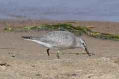 Calidris canutus