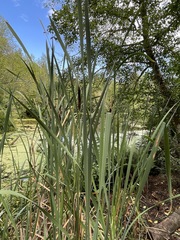 Typha angustifolia