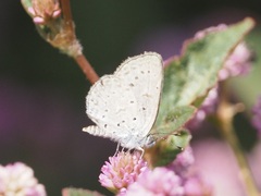 Zizeeria knysna