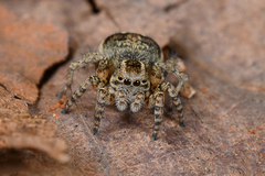 Salticinae