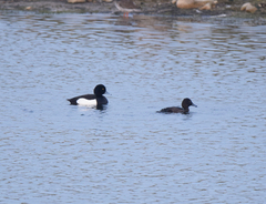 Aythya fuligula